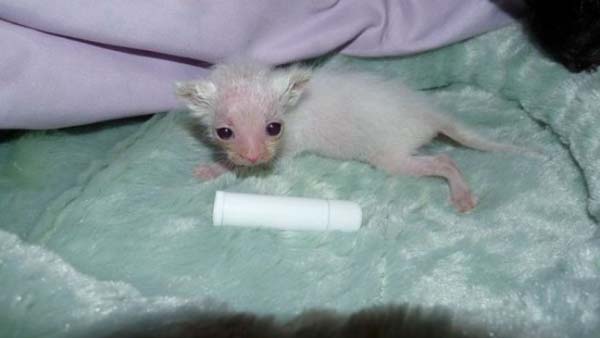 #NAME Poor Kittens! This story would melt your heart