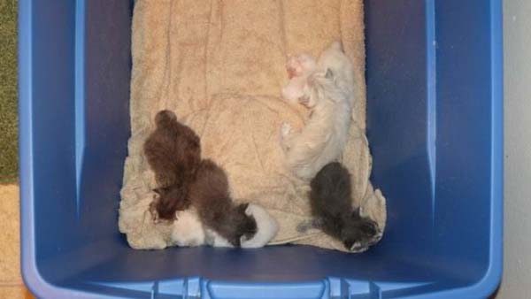 #NAME Poor Kittens! This story would melt your heart