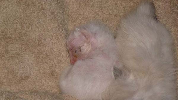 #NAME Poor Kittens! This story would melt your heart