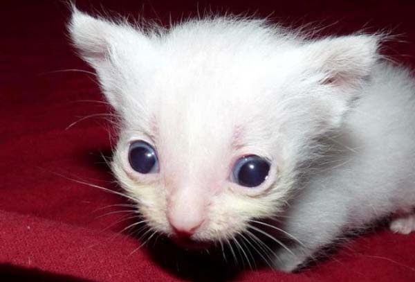 #NAME Poor Kittens! This story would melt your heart