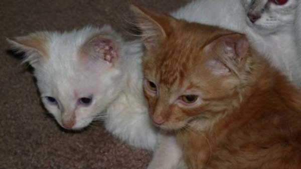 #NAME Poor Kittens! This story would melt your heart