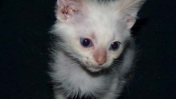 #NAME Poor Kittens! This story would melt your heart