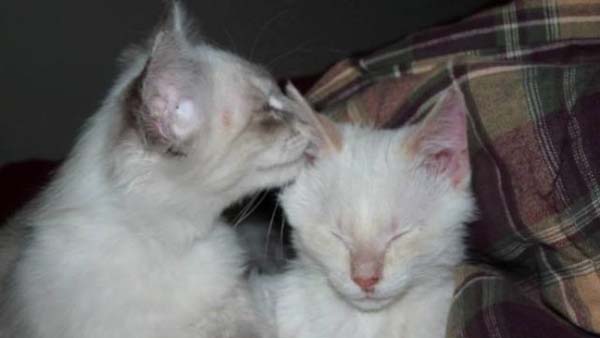 #NAME Poor Kittens! This story would melt your heart