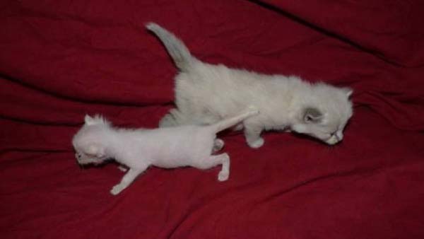 #NAME Poor Kittens! This story would melt your heart