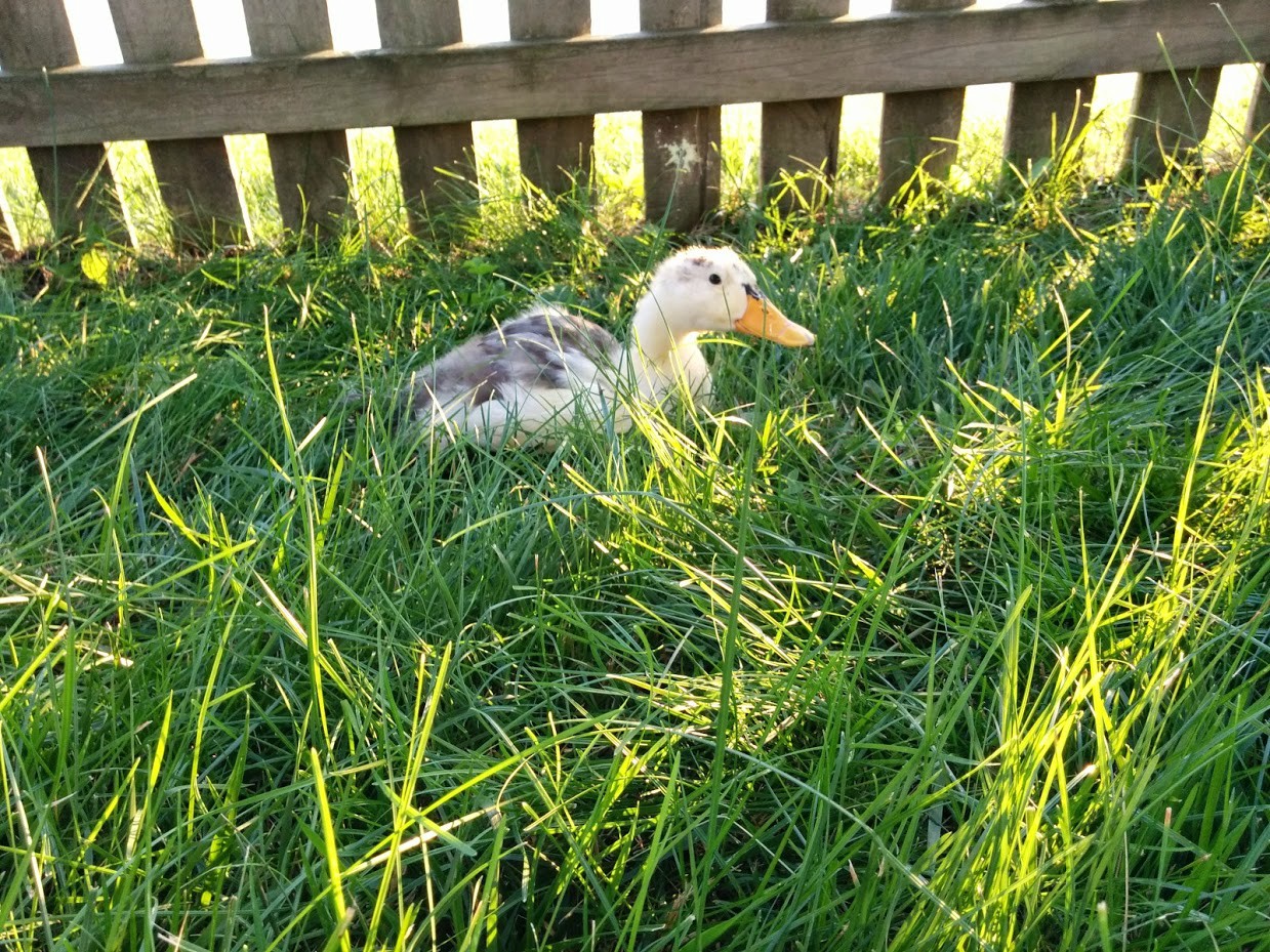 #NAME CRUELTY And KINDNESS Both Exists In Todays World. This Ducks Story Will Tell You All.