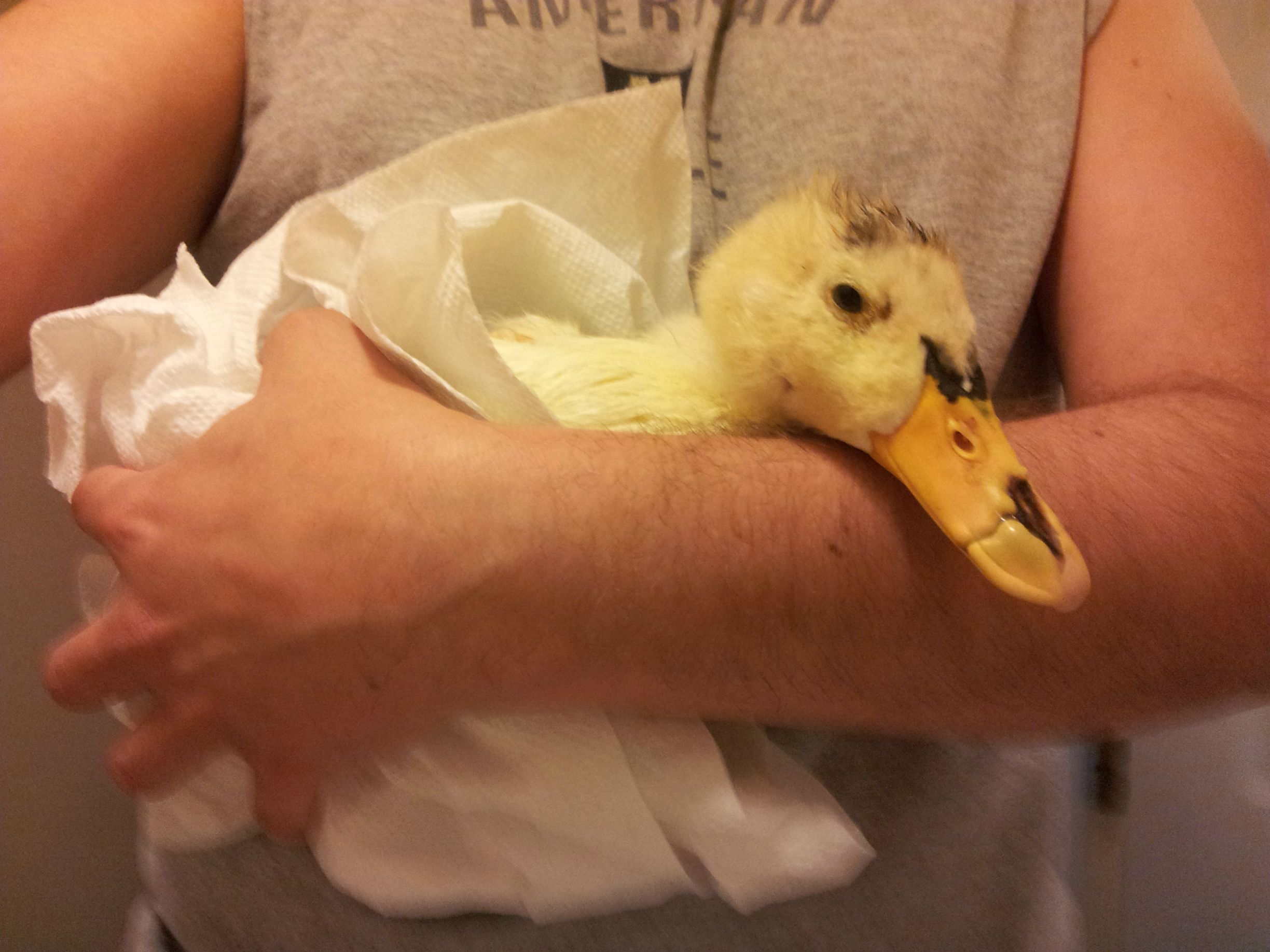 #NAME CRUELTY And KINDNESS Both Exists In Todays World. This Ducks Story Will Tell You All.