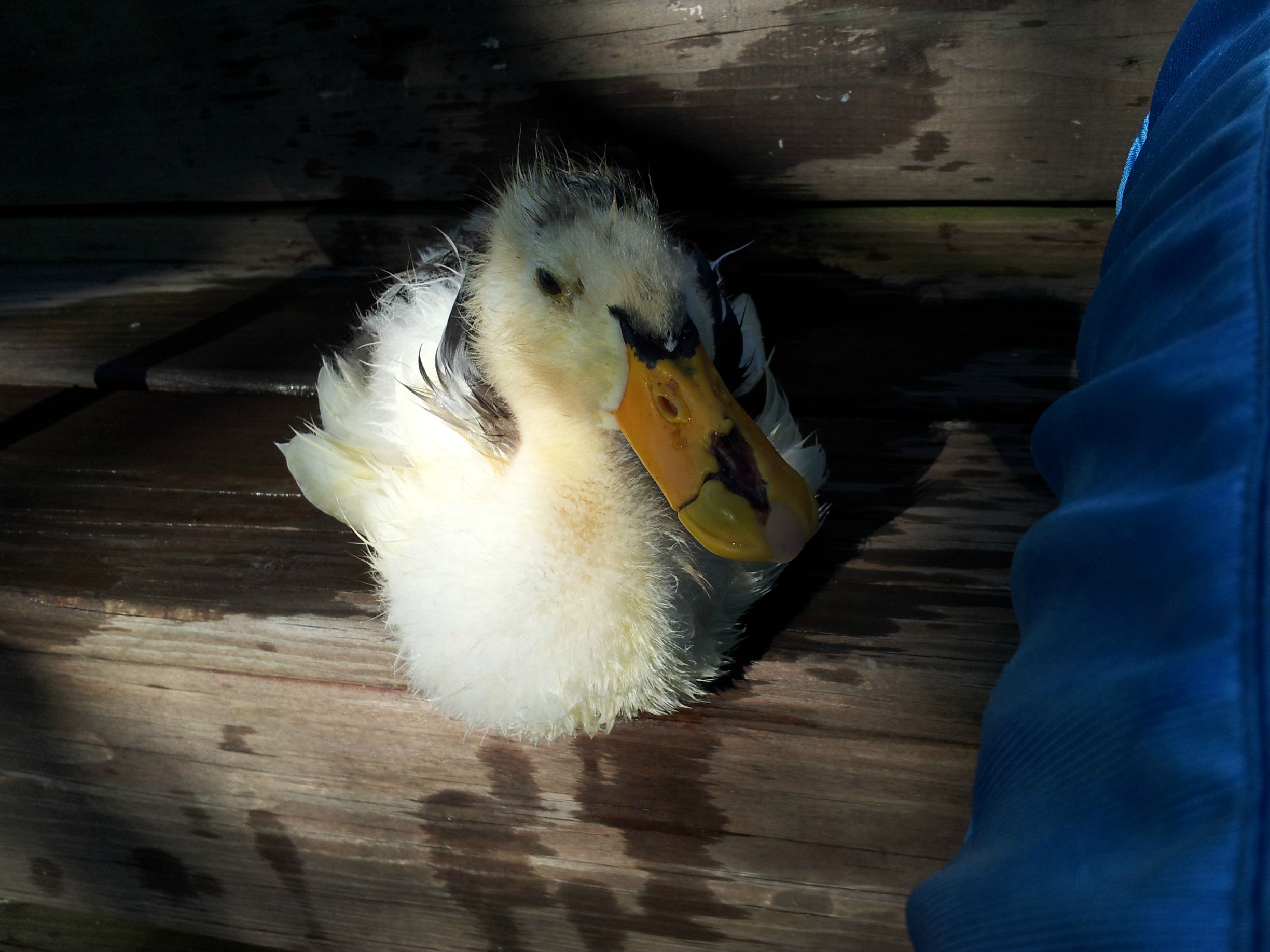 #NAME CRUELTY And KINDNESS Both Exists In Todays World. This Ducks Story Will Tell You All.