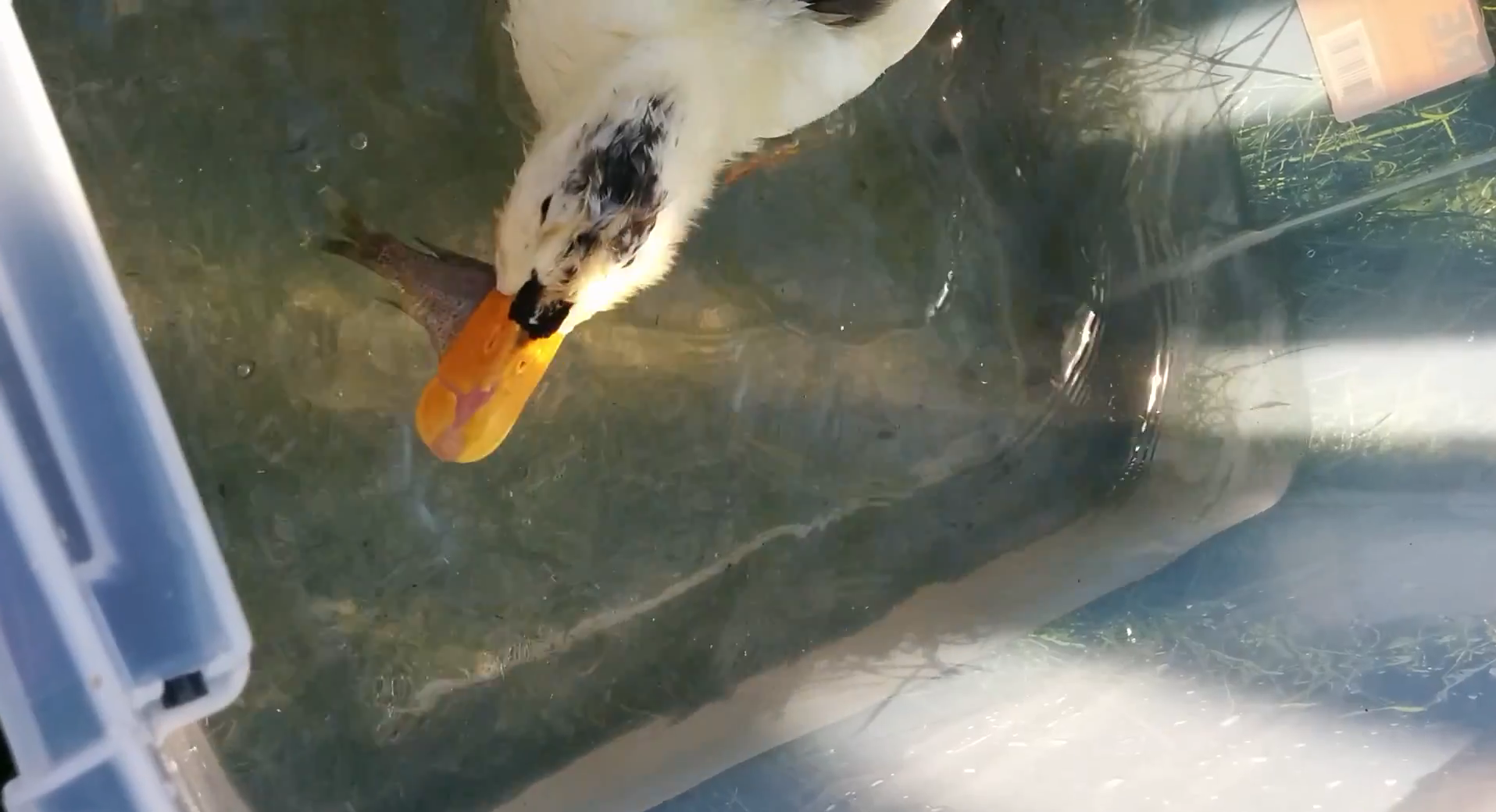 #NAME CRUELTY And KINDNESS Both Exists In Todays World. This Ducks Story Will Tell You All.