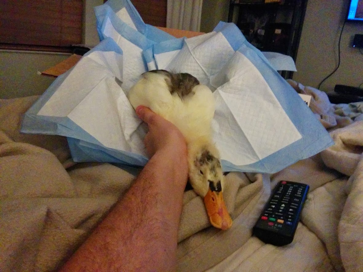 #NAME CRUELTY And KINDNESS Both Exists In Todays World. This Ducks Story Will Tell You All.