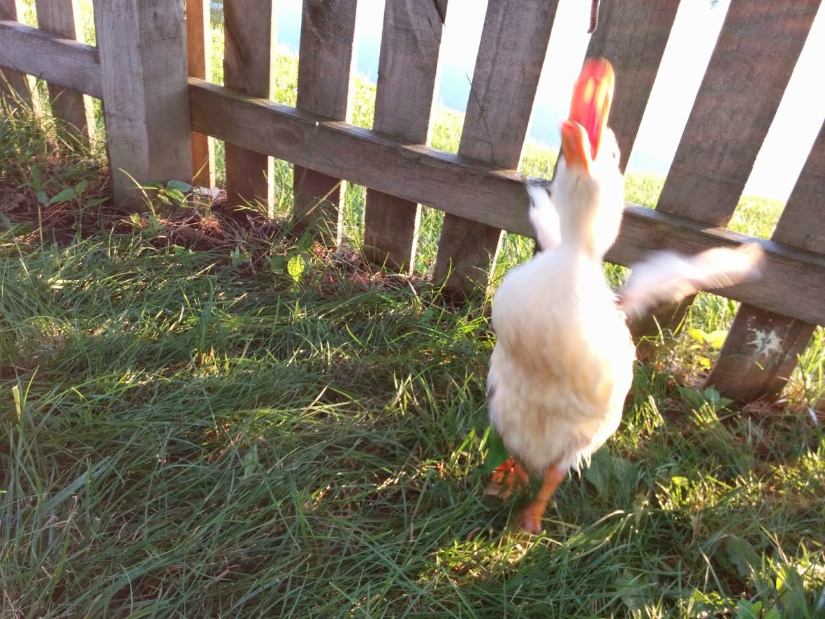 #NAME CRUELTY And KINDNESS Both Exists In Todays World. This Ducks Story Will Tell You All.