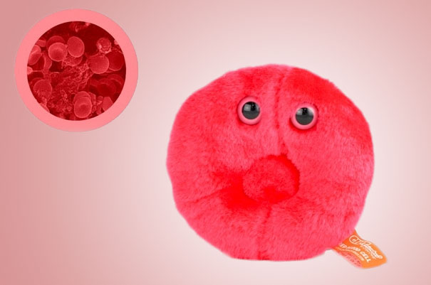 #NAME Giant Plush Microbes and Cells
