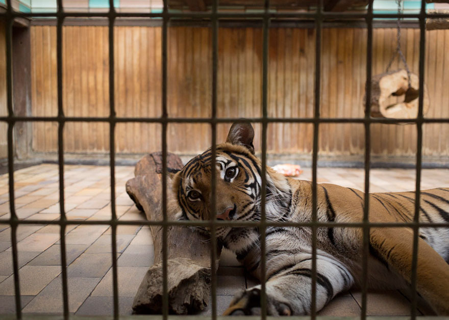 #NAME Do zoo animals need to be kept behind bars?  A matter to think about!