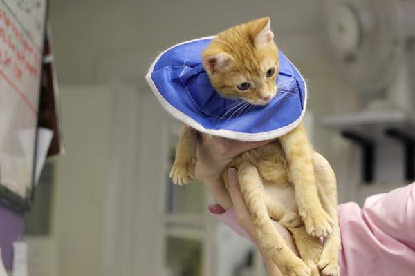 #NAME Kitten Born With Backward Legs. These Images will Definitely Make You Emotional!