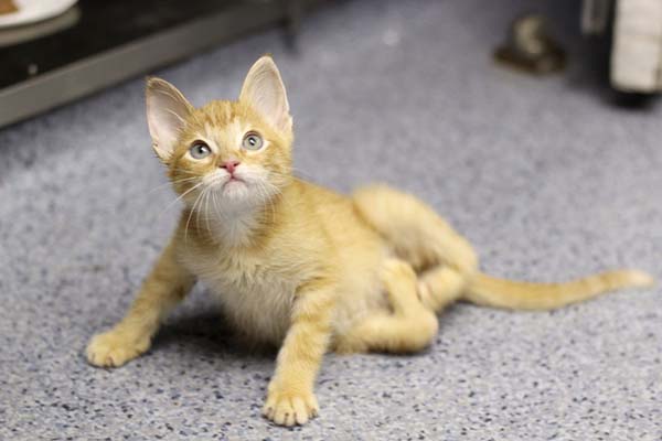 #NAME Kitten Born With Backward Legs. These Images will Definitely Make You Emotional!