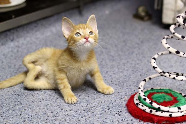 #NAME Kitten Born With Backward Legs. These Images will Definitely Make You Emotional!