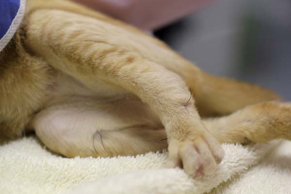 #NAME Kitten Born With Backward Legs. These Images will Definitely Make You Emotional!