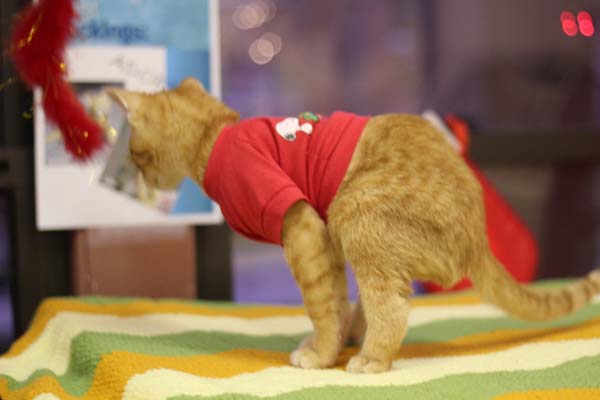 #NAME Kitten Born With Backward Legs. These Images will Definitely Make You Emotional!