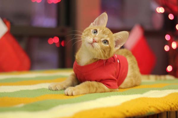 #NAME Kitten Born With Backward Legs. These Images will Definitely Make You Emotional!