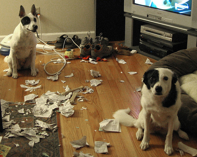 #NAME Adorable Pictures of Nasty Dogs Creating Mess Around!