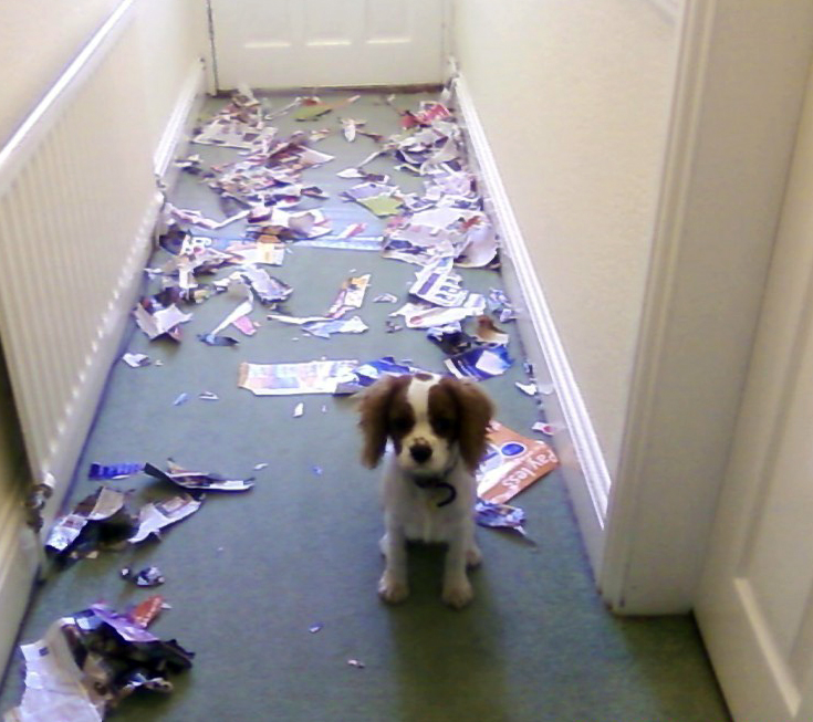 #NAME Adorable Pictures of Nasty Dogs Creating Mess Around!