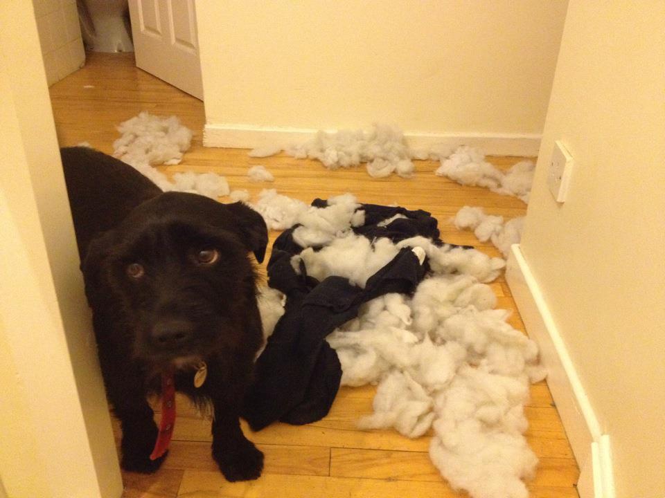 #NAME Adorable Pictures of Nasty Dogs Creating Mess Around!