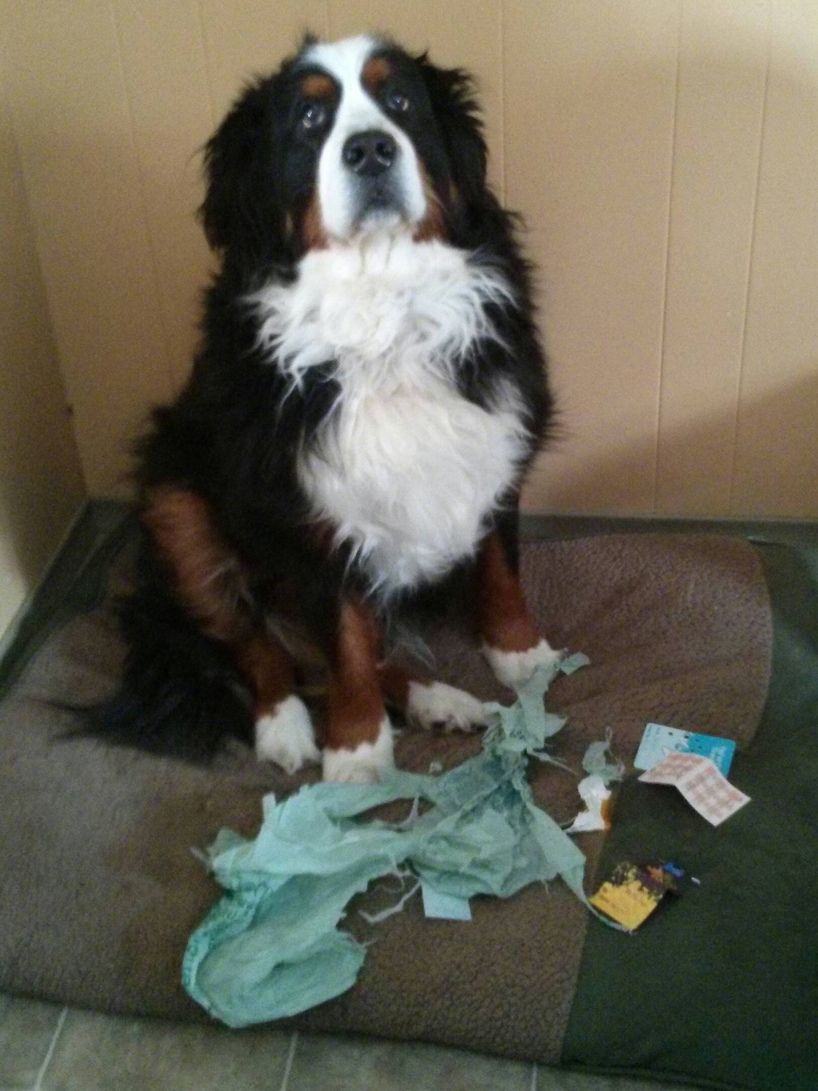 #NAME Adorable Pictures of Nasty Dogs Creating Mess Around!