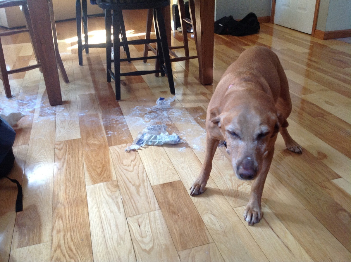 #NAME Adorable Pictures of Nasty Dogs Creating Mess Around!