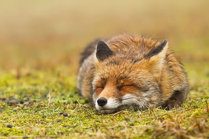 #NAME Amazing Photoshoot Of Wild Fox Done By Roeselien Raimond!