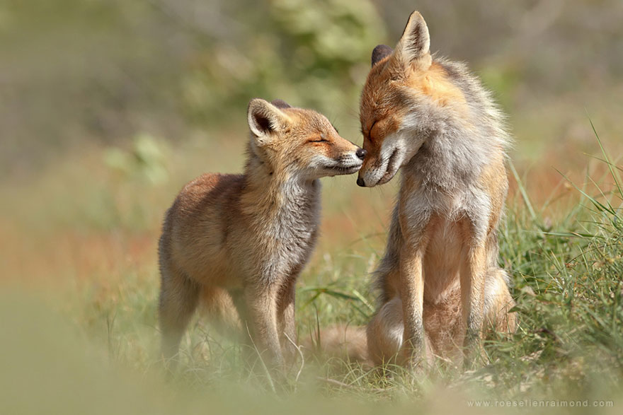 #NAME Amazing Photoshoot Of Wild Fox Done By Roeselien Raimond!