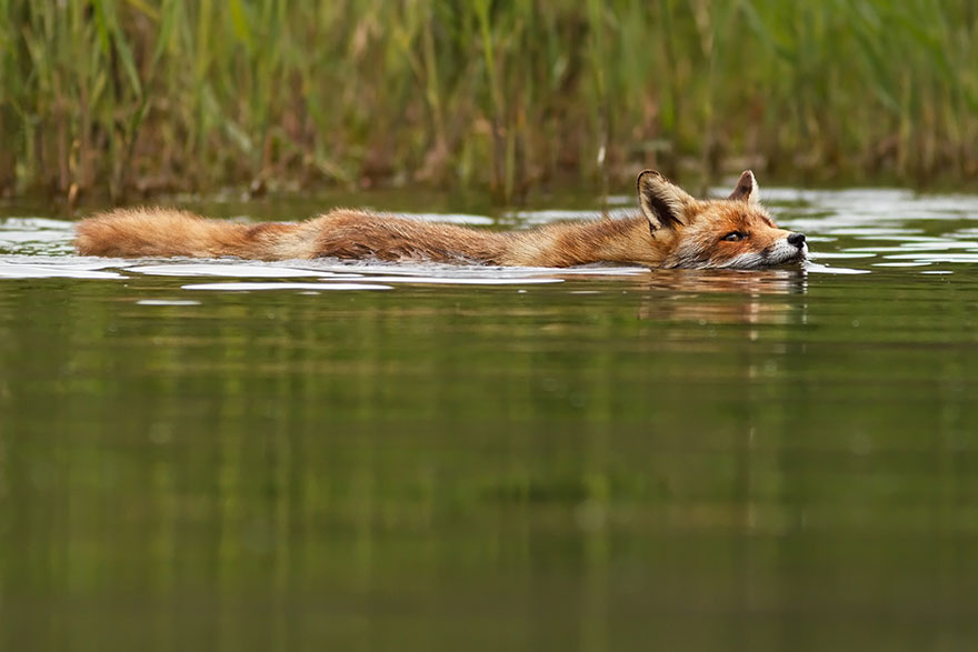 #NAME Amazing Photoshoot Of Wild Fox Done By Roeselien Raimond!