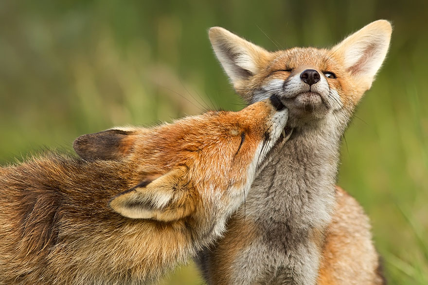 #NAME Amazing Photoshoot Of Wild Fox Done By Roeselien Raimond!