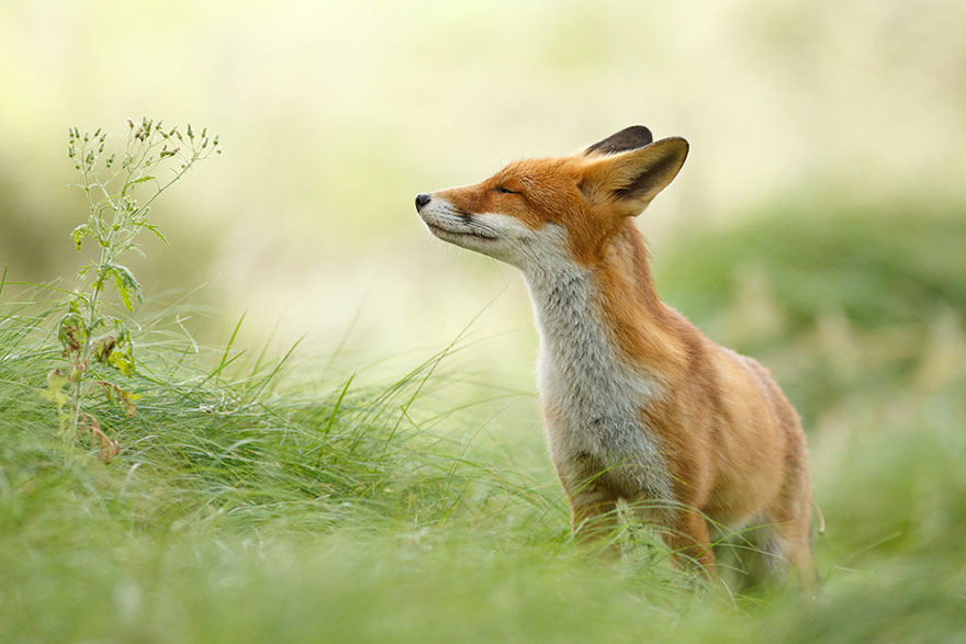 #NAME Amazing Photoshoot Of Wild Fox Done By Roeselien Raimond!