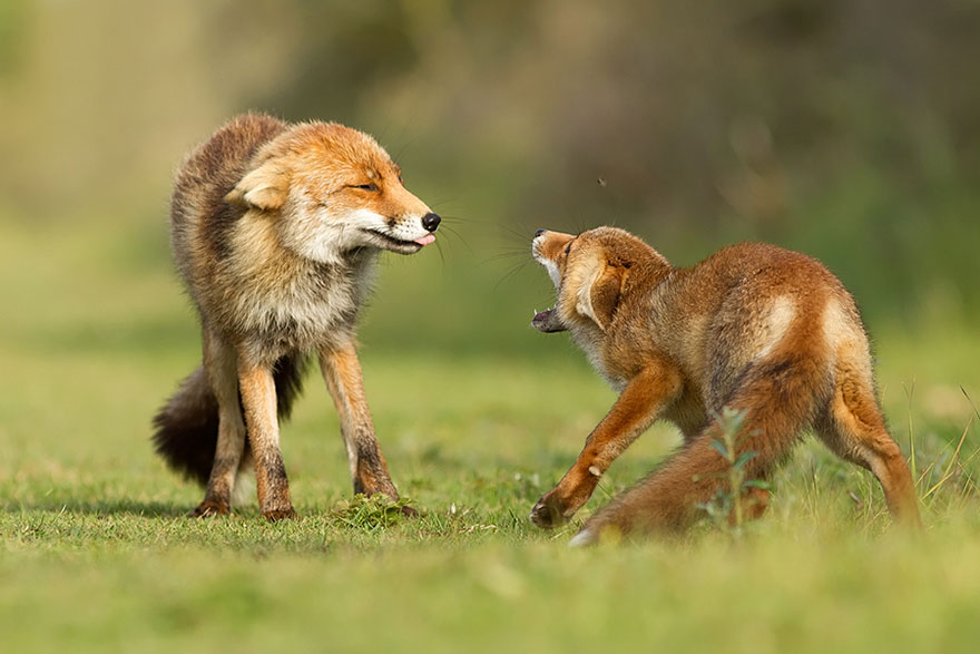 #NAME Amazing Photoshoot Of Wild Fox Done By Roeselien Raimond!