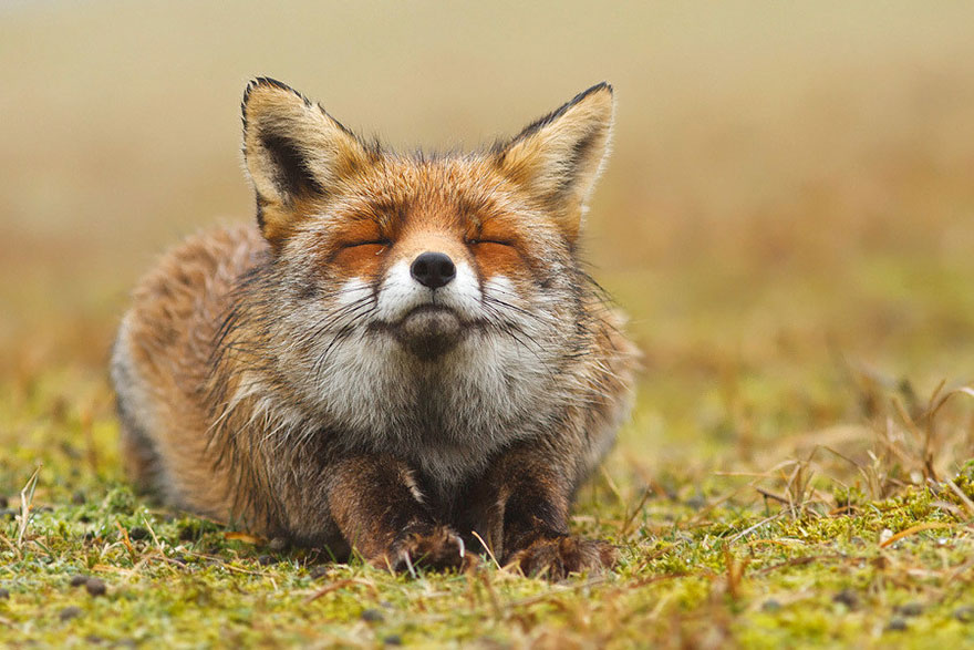 #NAME Amazing Photoshoot Of Wild Fox Done By Roeselien Raimond!