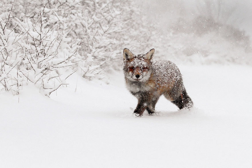 #NAME Amazing Photoshoot Of Wild Fox Done By Roeselien Raimond!