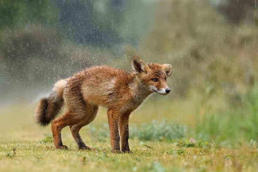 #NAME Amazing Photoshoot Of Wild Fox Done By Roeselien Raimond!