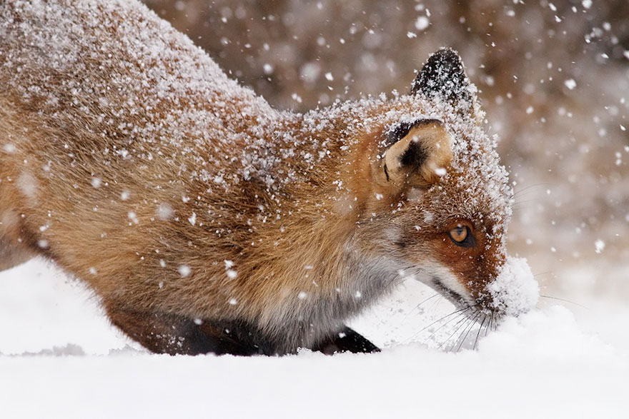 #NAME Amazing Photoshoot Of Wild Fox Done By Roeselien Raimond!