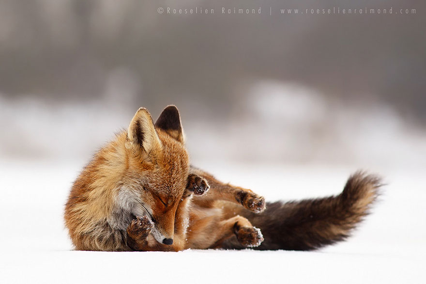 #NAME Amazing Photoshoot Of Wild Fox Done By Roeselien Raimond!