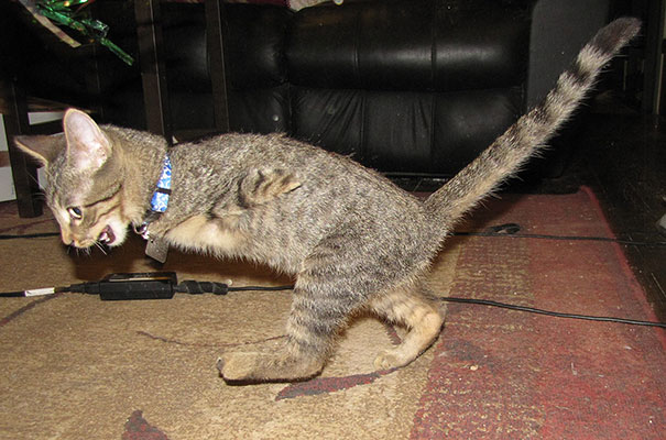 14095616964142 mercury two legged kitten 3 Handicapped yet so full of life. This kitten will definitely inspire you!!