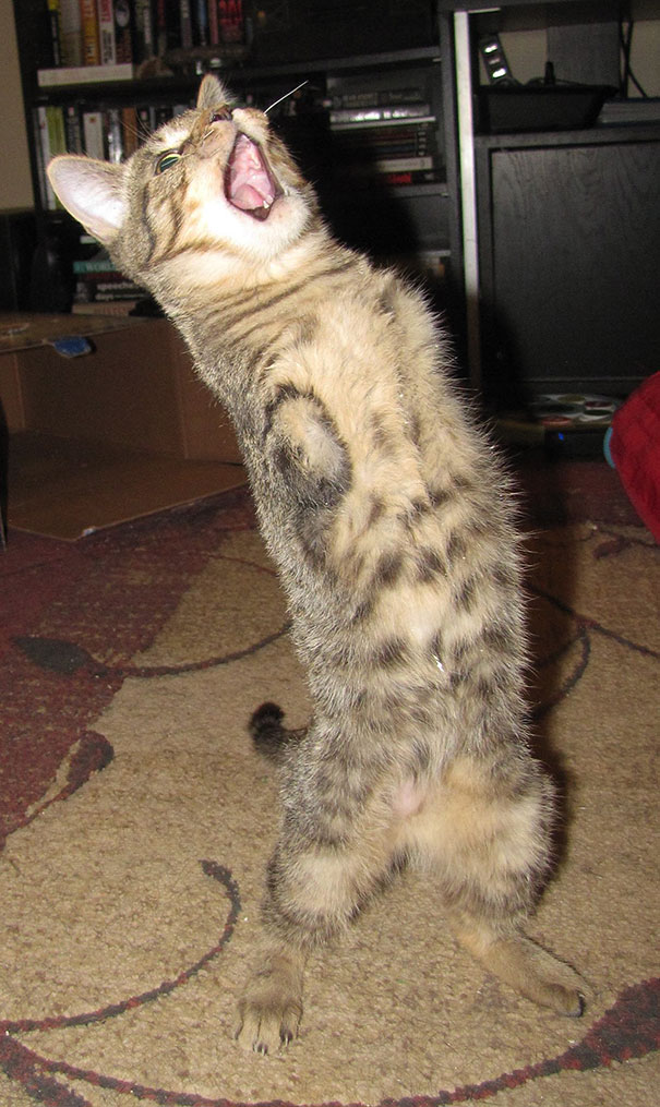 14095616964447 mercury two legged kitten 18 Handicapped yet so full of life. This kitten will definitely inspire you!!