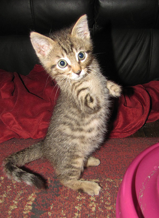 1409561696702 mercury two legged kitten 24 Handicapped yet so full of life. This kitten will definitely inspire you!!