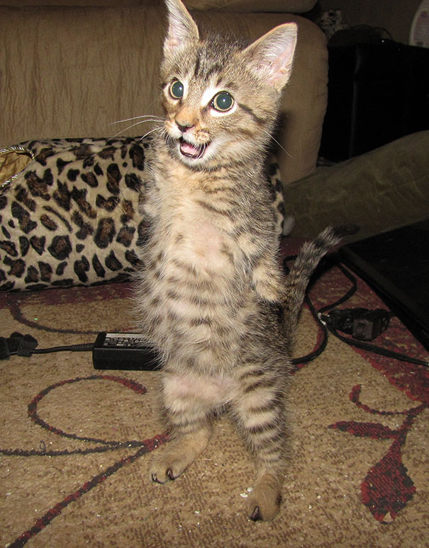 14095616974235 mercury two legged kitten 20 Handicapped yet so full of life. This kitten will definitely inspire you!!