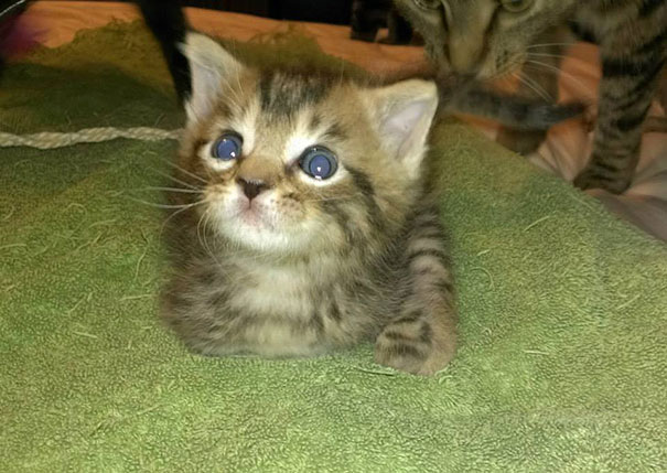 #NAME Handicapped yet so full of life. This kitten will definitely inspire you!!