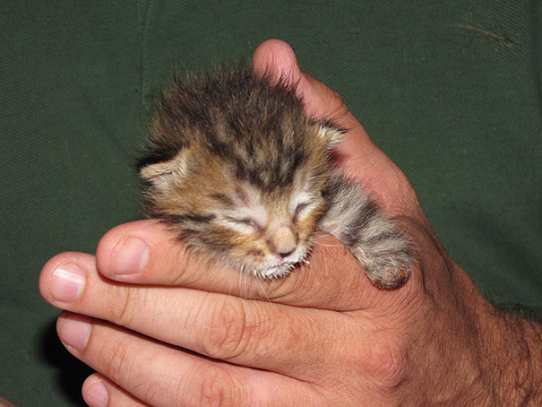 14095616977752 mercury two legged kitten 15 Handicapped yet so full of life. This kitten will definitely inspire you!!