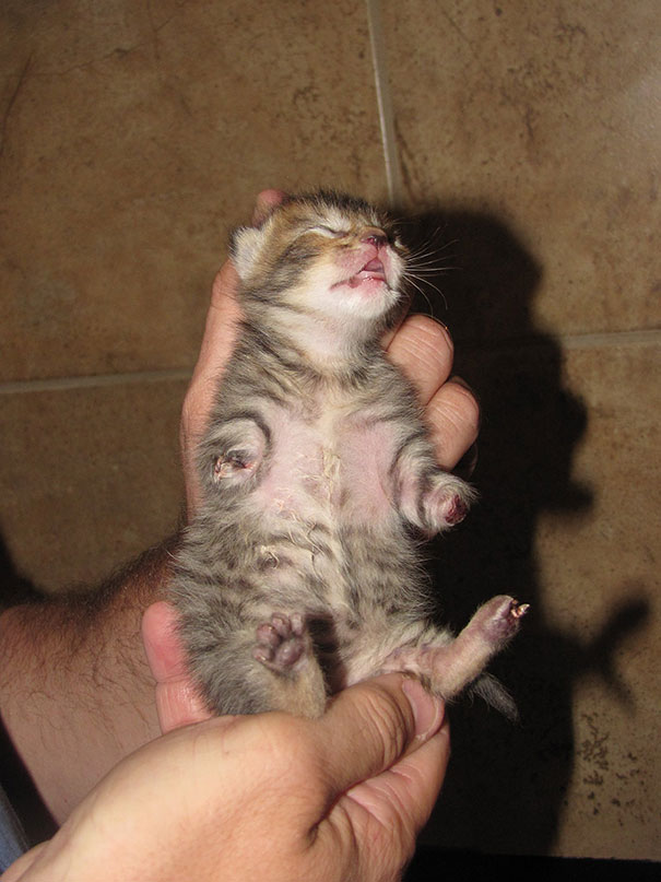 #NAME Handicapped yet so full of life. This kitten will definitely inspire you!!