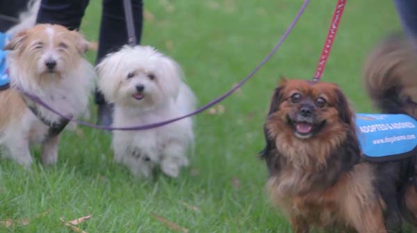 14095617746654 human walking3 Dogs And Humans Could Be Best Pals. See How?