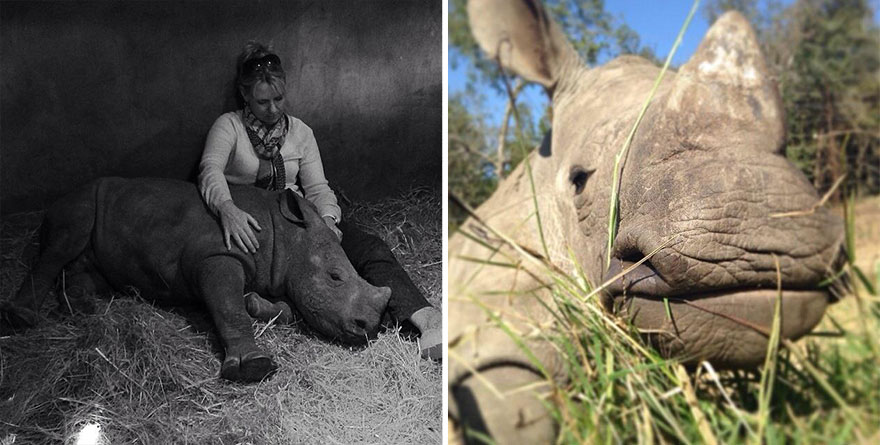 14095617803037 gertje baby rhino rescue hoedspruit endangered species centre 9 Baby Rhino Scared To Sleep Alone At Night After Losing Mother To Ruthless Poachers