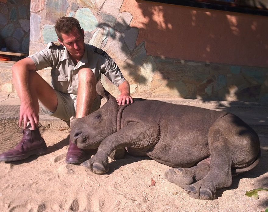 #NAME Baby Rhino Scared To Sleep Alone At Night After Losing Mother To Ruthless Poachers