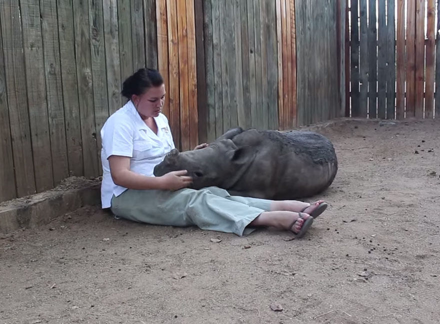 #NAME Baby Rhino Scared To Sleep Alone At Night After Losing Mother To Ruthless Poachers