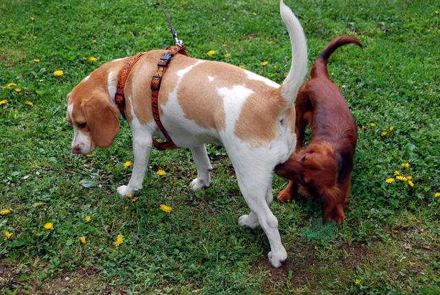 #NAME Why Do Dogs Love To Smell Each Others Butts?